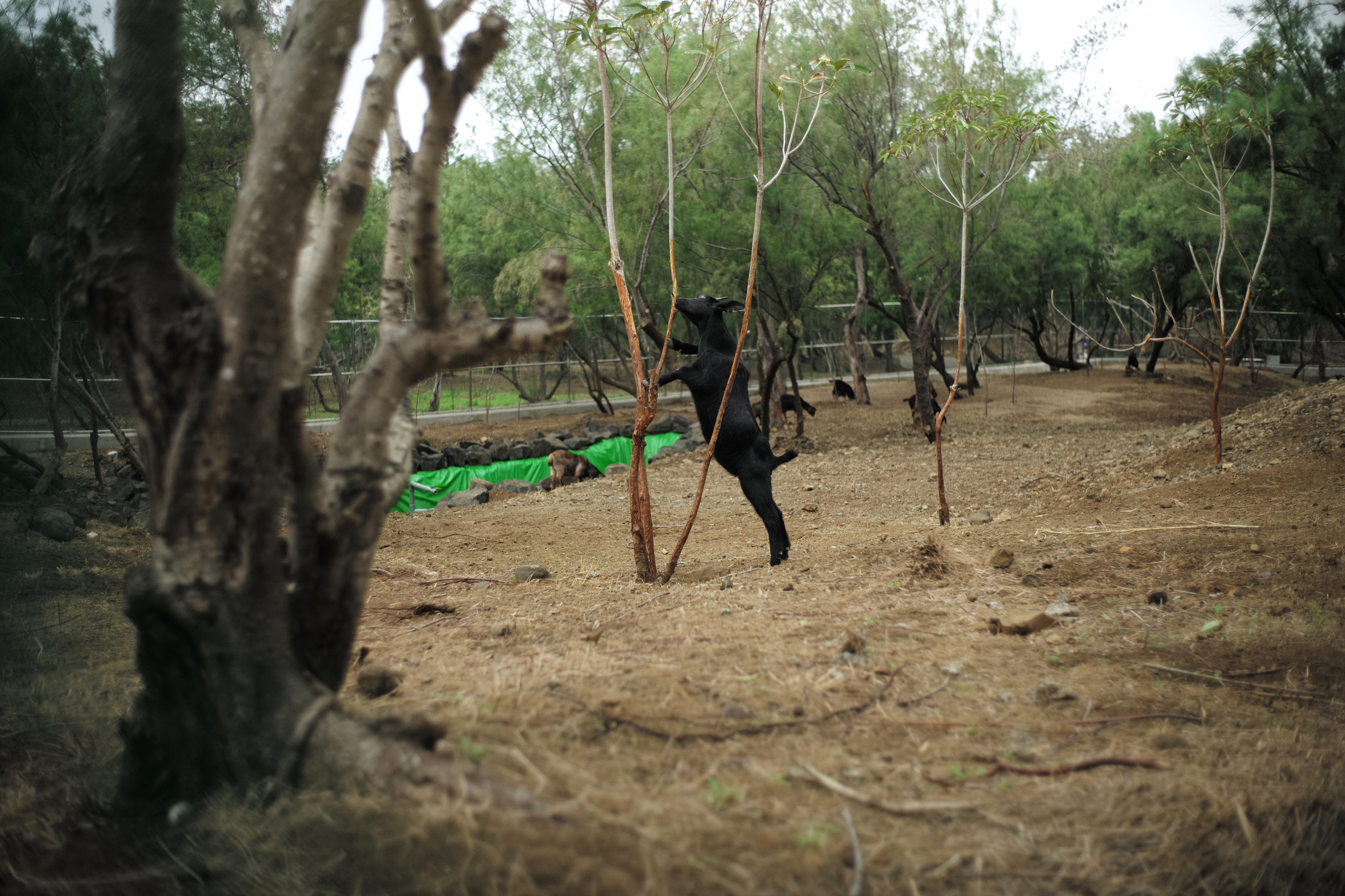 一走進「童樂園」便可看見黑山羊用盡吃奶的力氣在啃樹皮。