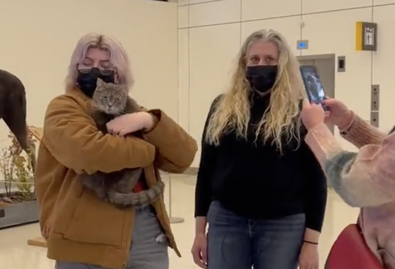 美國東北部緬因州一隻灰色虎斑貓於2015年走失，7年來都無音訊，沒想到在近期被找到。（翻攝 Lauren Healy推特）