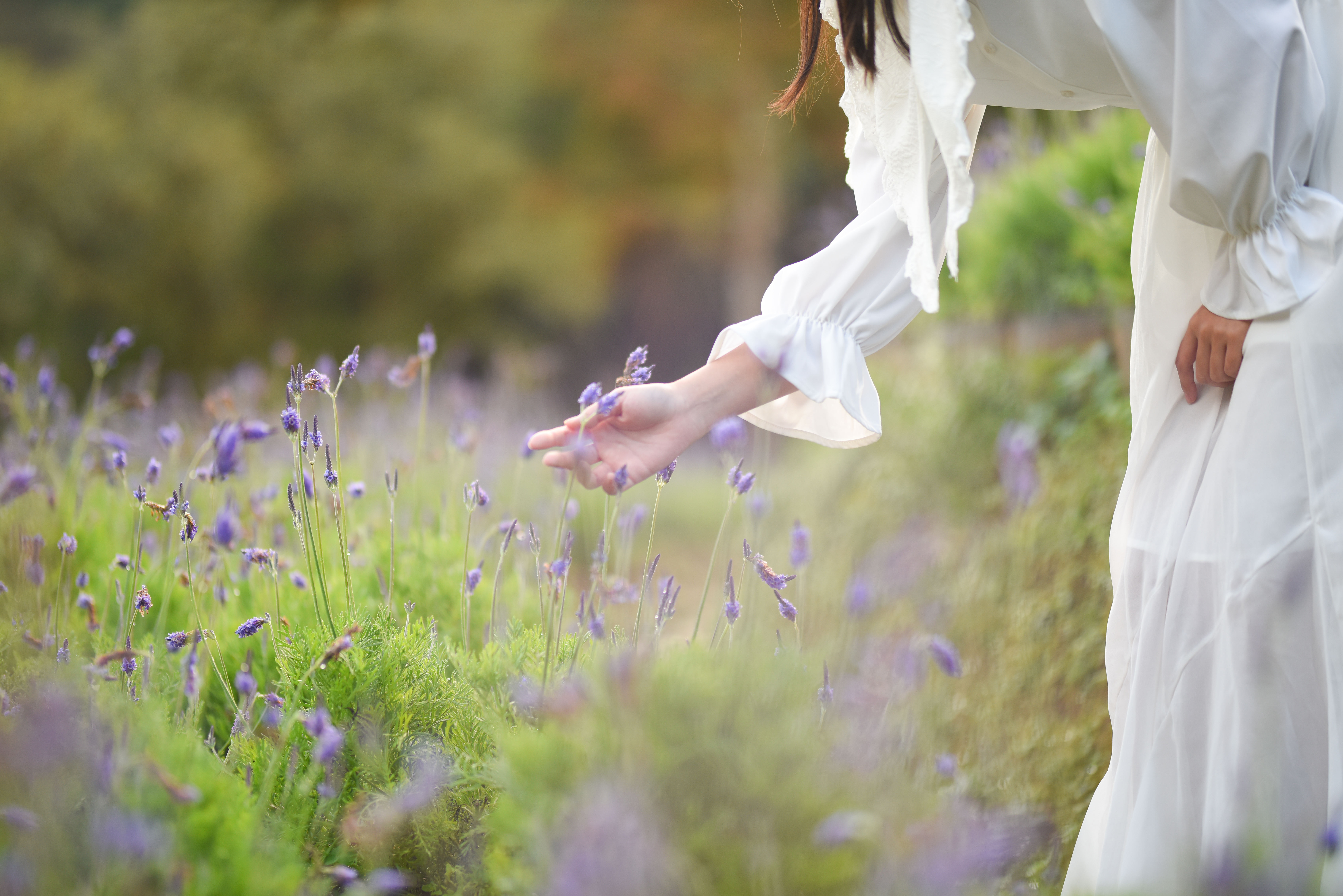 園方表示目前園區薰衣草已盛開，預計花期會持續至3月底左右。