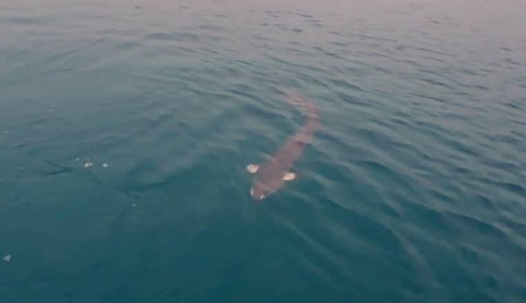 日月潭驚見目測身長應有250公分以上的巨魚。（翻攝畫面）