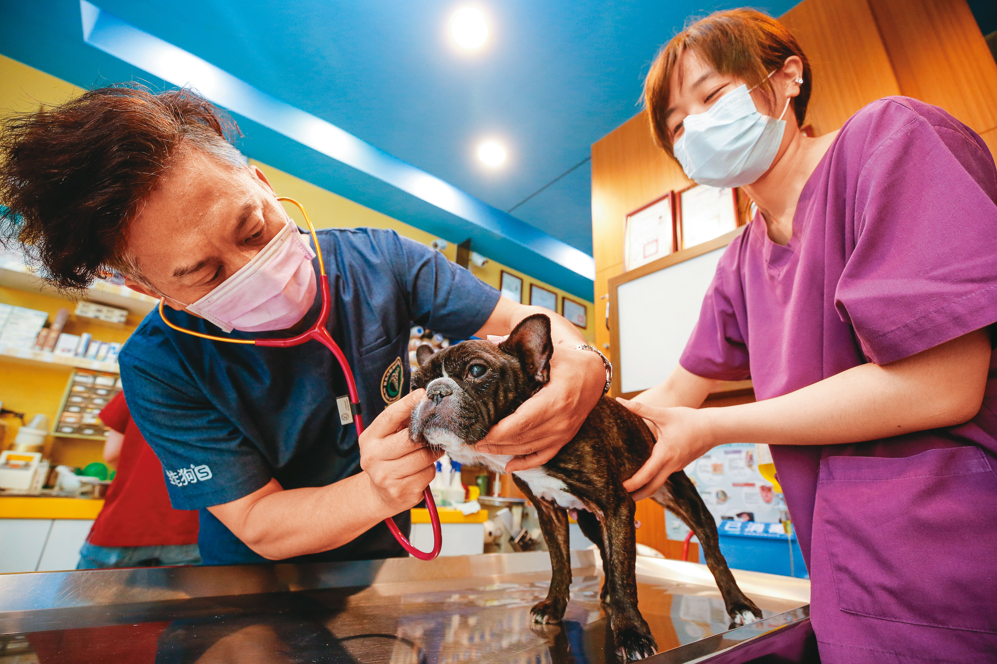 共信-KY子公司共信醫藥在農委會的鼓勵和輔導之下，跨入動物用新藥開發，並在海外市場陸續傳出好消息。（示意圖，本刊資料照）