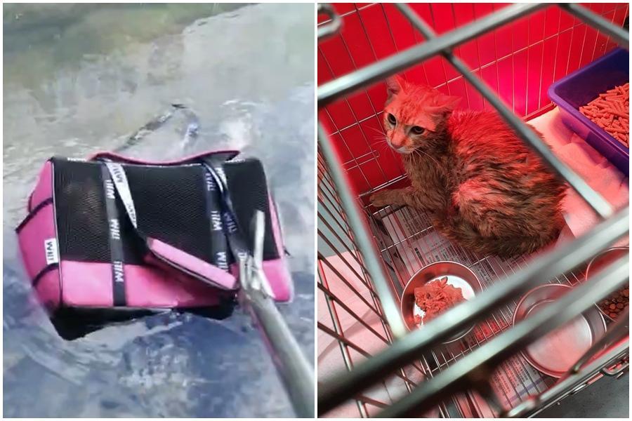 小橘貓被遺棄在鶯歌文化路加油站後方大排水溝中，被成功救援到板橋動物之家。（新北動保處提供）