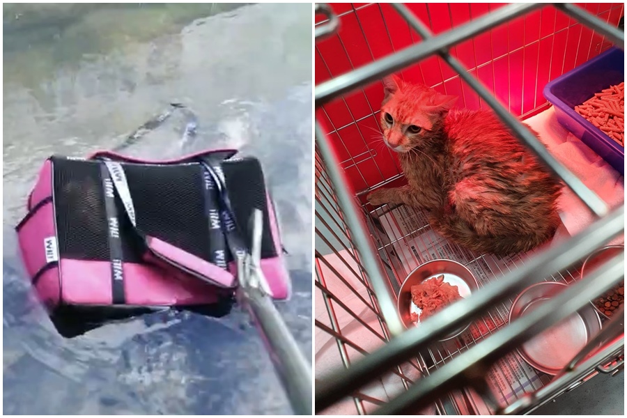 小橘貓被遺棄在鶯歌文化路加油站後方大排水溝中，被成功救援到板橋動物之家。（新北動保處提供）