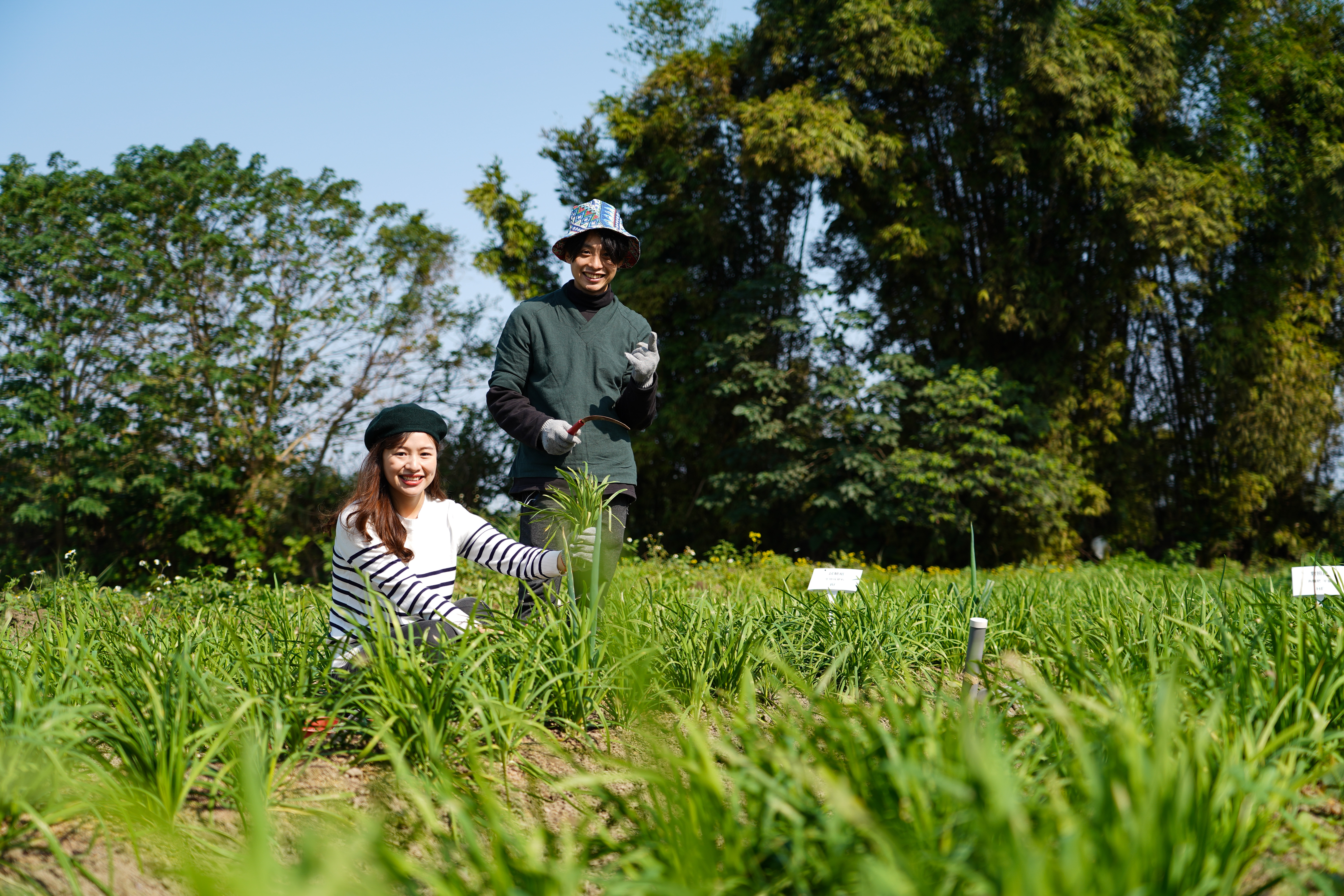 韭菜又稱起陽草，標榜無毒、有機種植的韭菜，在陽光下自然生長。