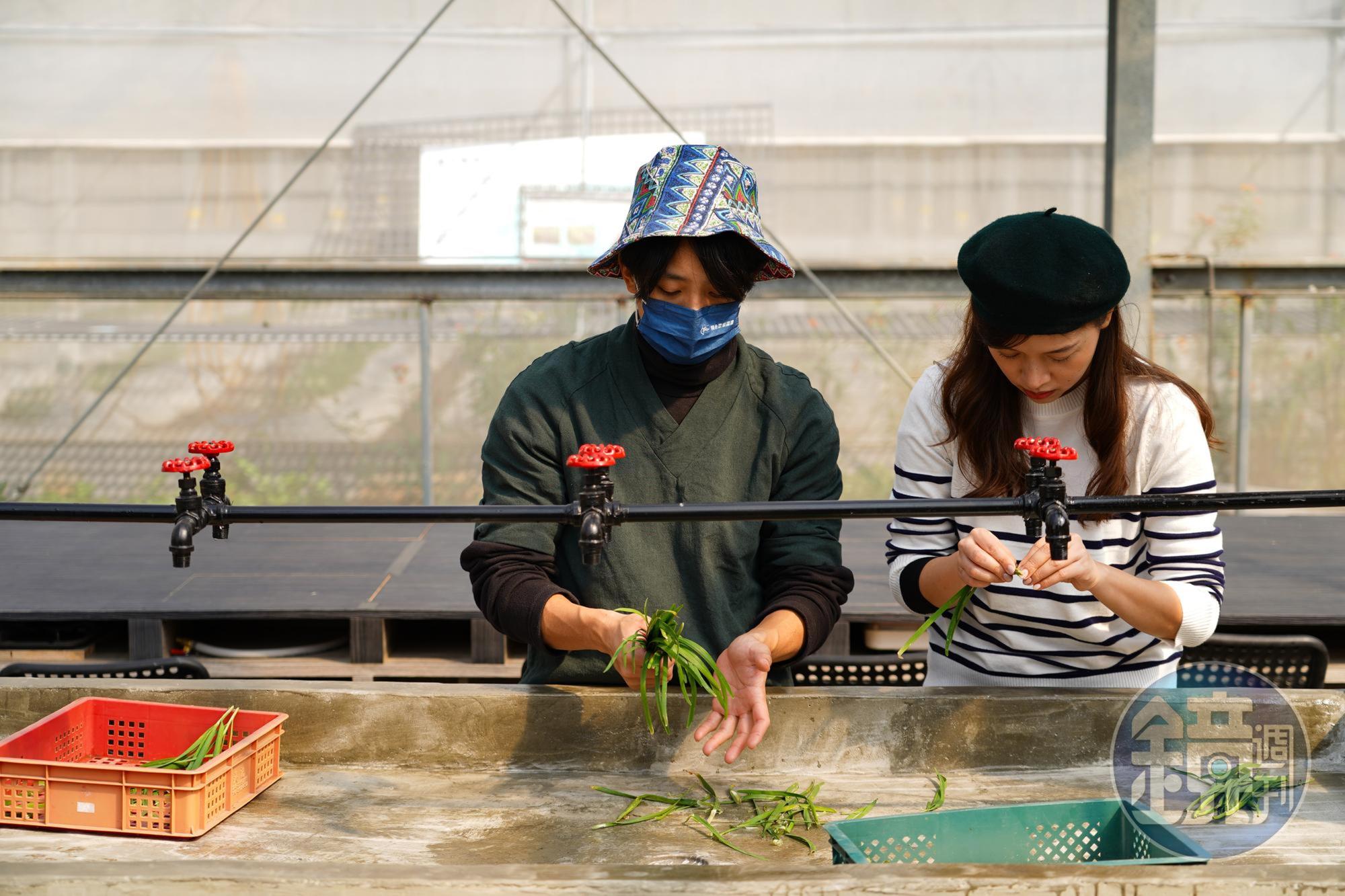 挑韭菜過程費工耗時，過去許多大溪婦女靠著「洗韭菜」代工貼補家用。