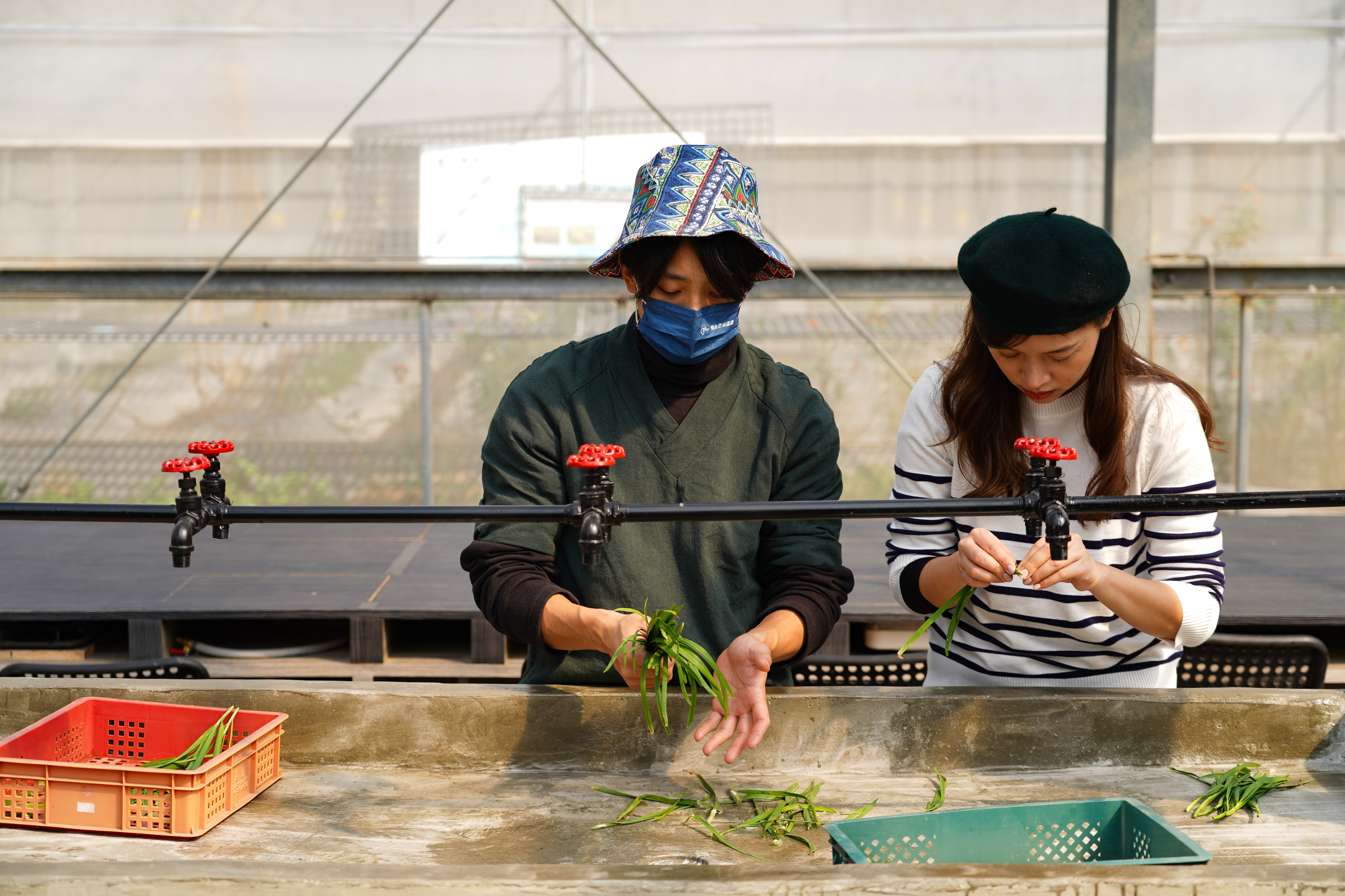 挑韭菜過程費工耗時,過去許多大溪婦女靠著「洗韭菜」代工貼補家用。