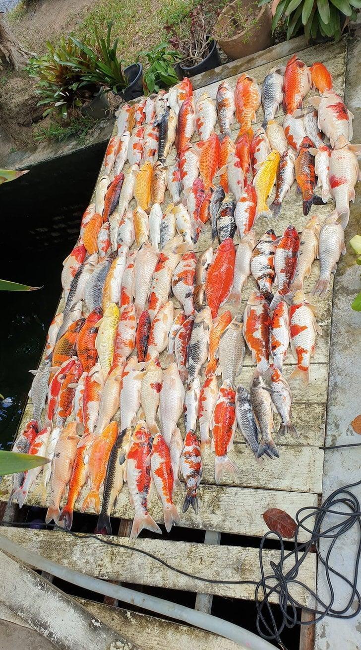 泰國網友飼養112條錦鯉,因為親戚來家裡玩把氧氣閥關掉,害魚隔天暴斃慘死。(翻攝自泰國網)
