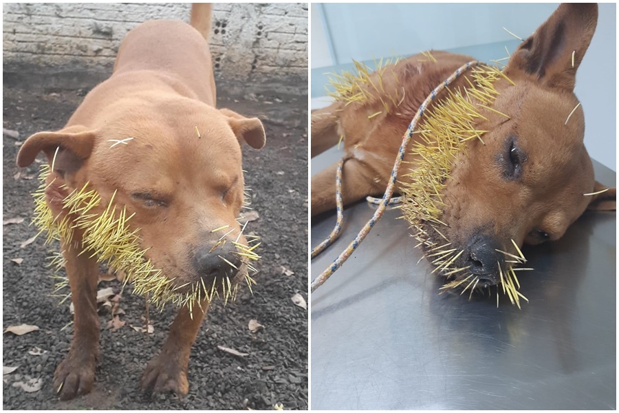 巴西一隻頑皮狗跟豪豬打架，結果被射了滿身刺。（翻攝Adriano Bertoline、Dr. Apolari - Araras臉書）