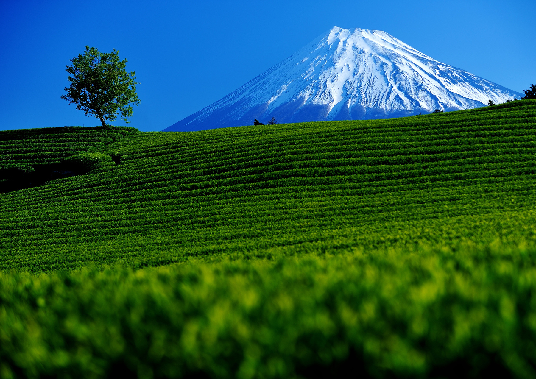 靜岡綠茶遠近馳名。（靜岡縣駐台辦事處提供）