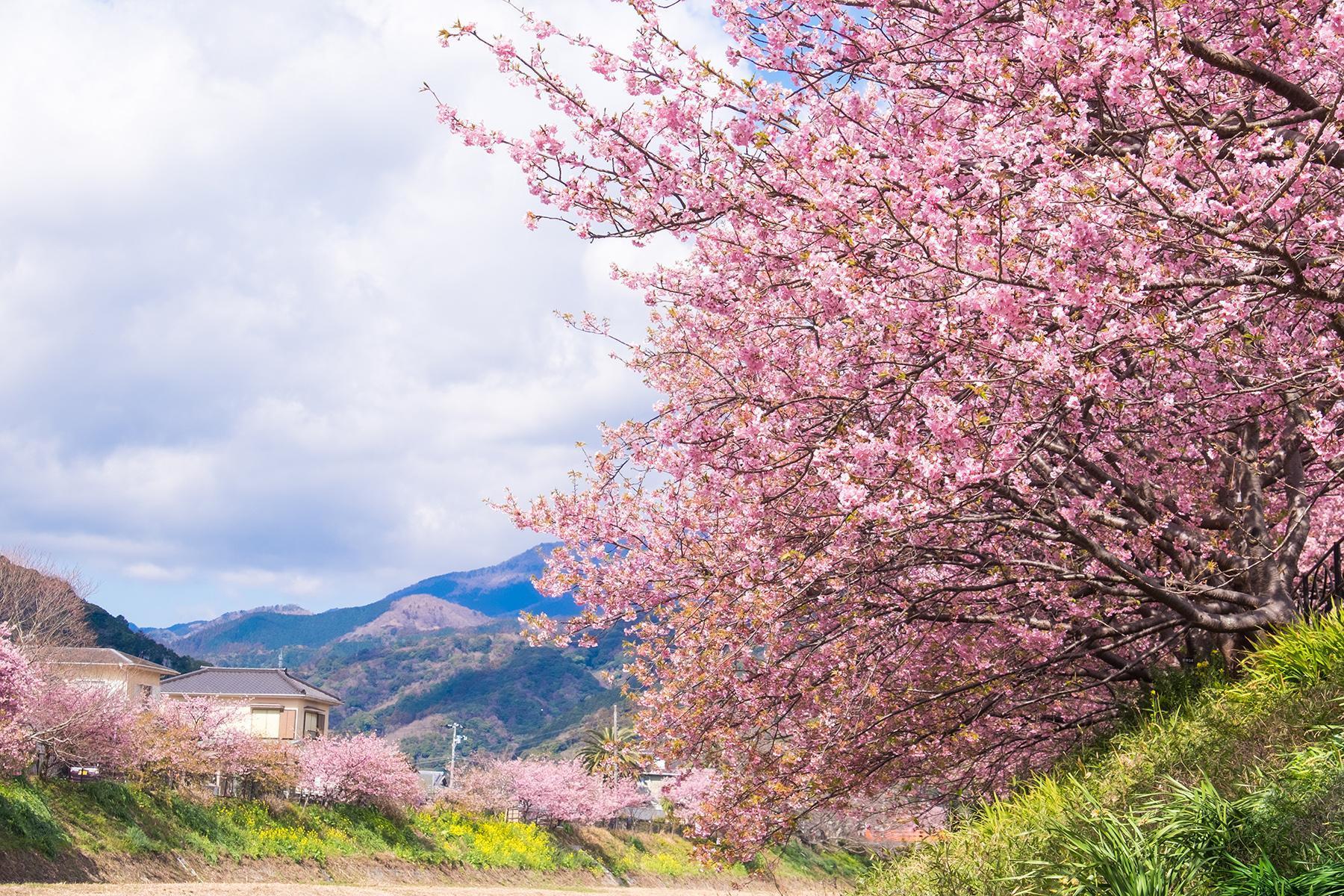 春天的河津川立刻搖身變成靜岡的賞櫻勝地。（shutterstock提供）