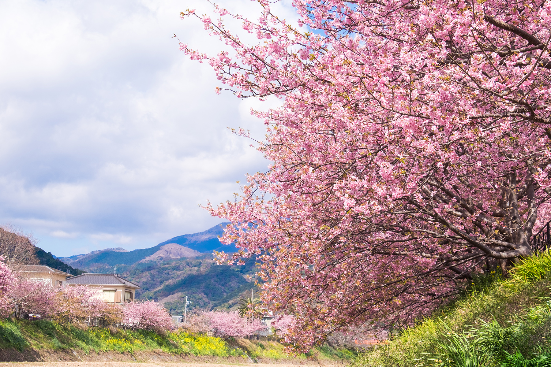 春天的河津川立刻搖身變成靜岡的賞櫻勝地。（shutterstock提供）