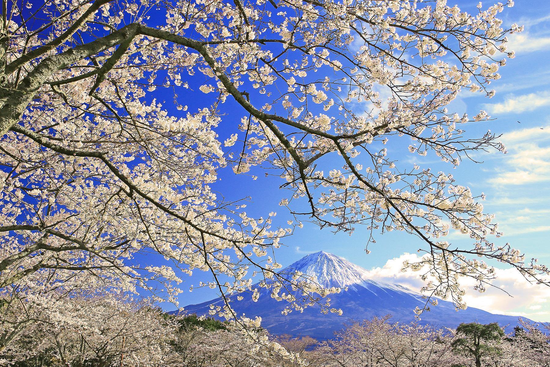 KKday獨家推出「富士山愛好者俱樂部」闖關活動」，只要1元就能參加靜岡挑戰賽，有機會獲得千元旅遊金等多項好禮。（靜岡縣駐台辦事處提供）