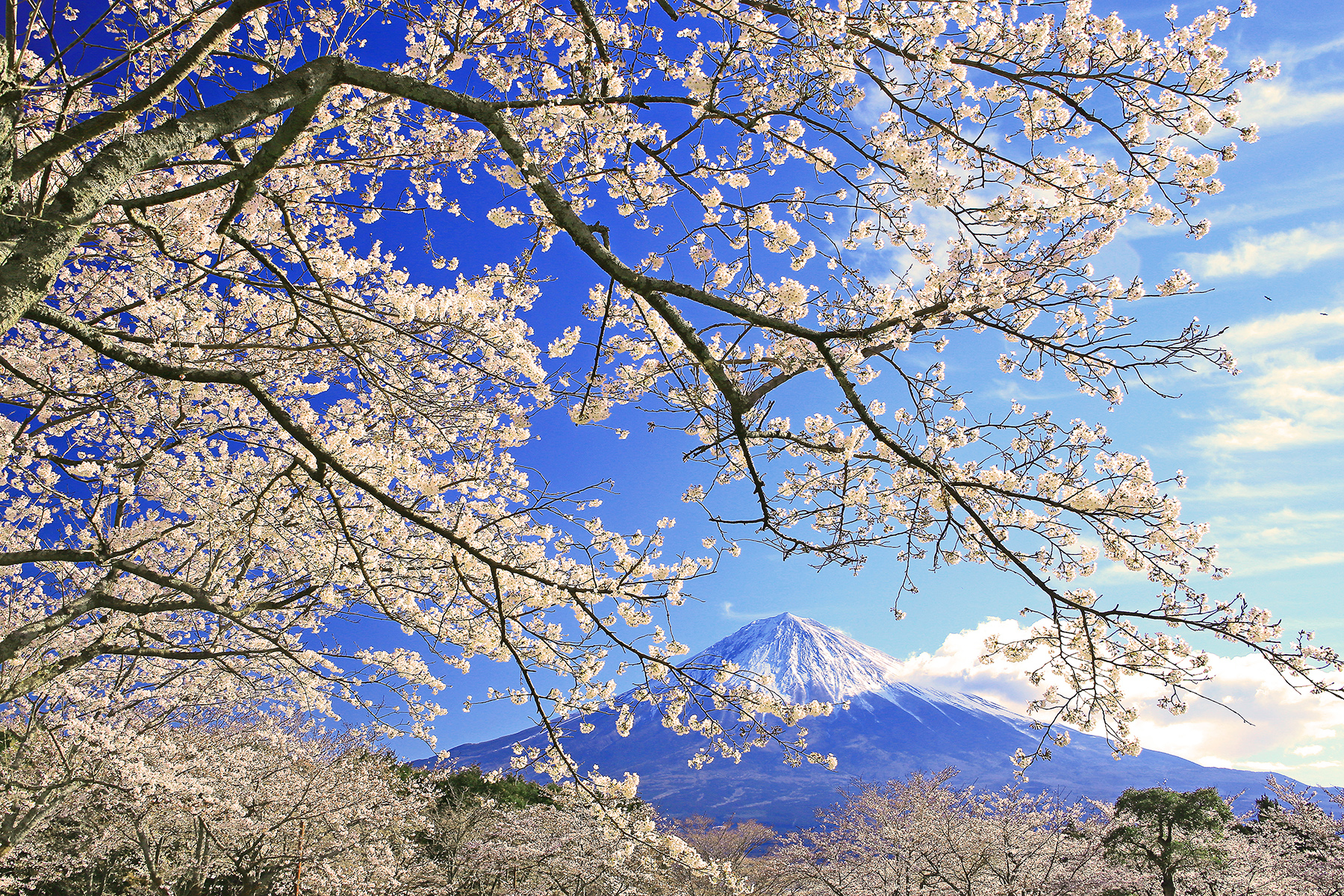 KKday獨家推出「富士山愛好者俱樂部」闖關活動」，只要1元就能參加靜岡挑戰賽，有機會獲得千元旅遊金等多項好禮。（靜岡縣駐台辦事處提供）