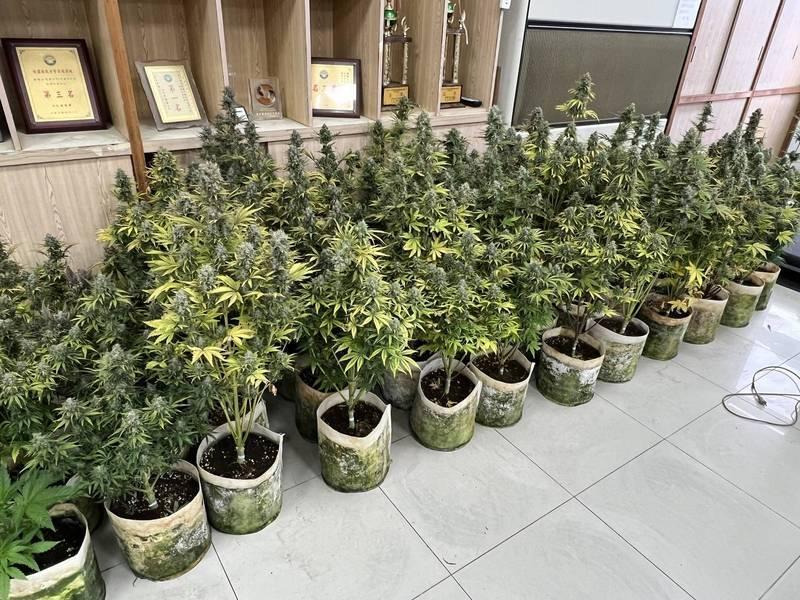 楊梅警方前往透天民宅查獲大麻工廠,查扣大麻160株。(警方提供)