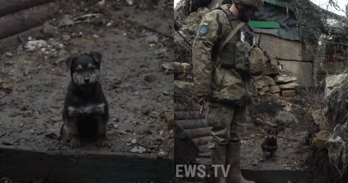烏東前線有一隻小狗與士兵們一起站崗。（翻攝自FNTV - FreedomNewsTV YouTube）