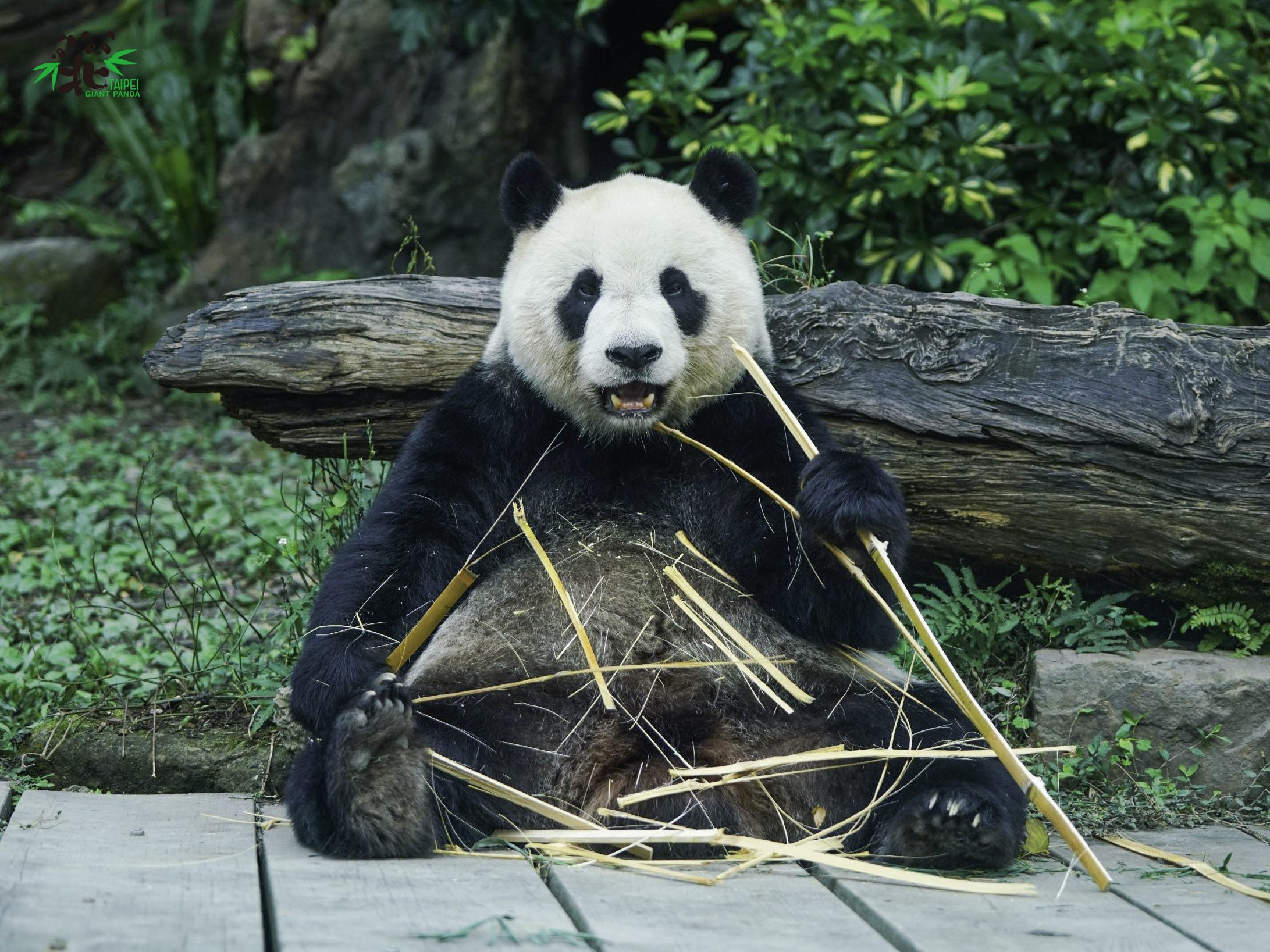 「圓仔」的吸收能力似乎特別好，體重已經跟爸爸「團團」不相上下。（台北市立動物園提供）