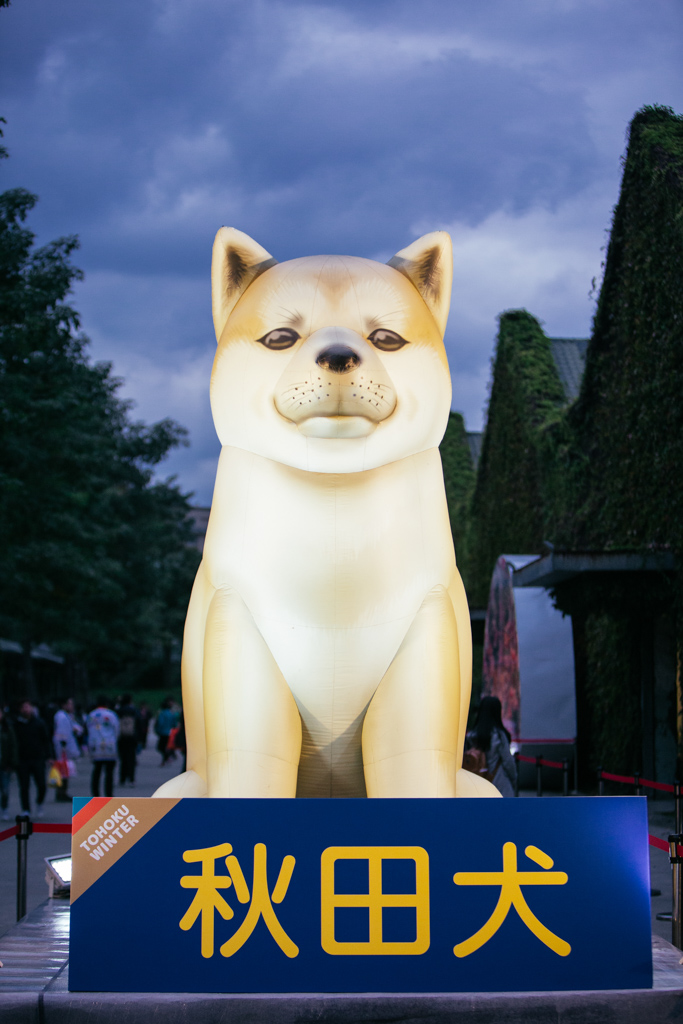 全世界最高的巨型秋田犬這次也將重回台灣。（日本東北遊樂日提供）