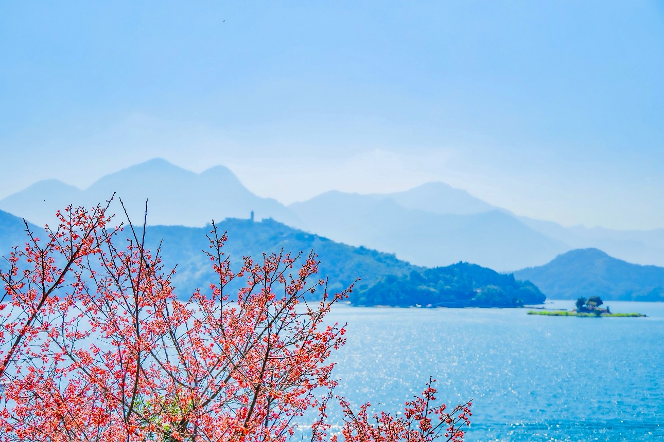 日月潭涵碧樓春季限定推出櫻花主題的美饌之旅專案。（涵碧樓提供）
