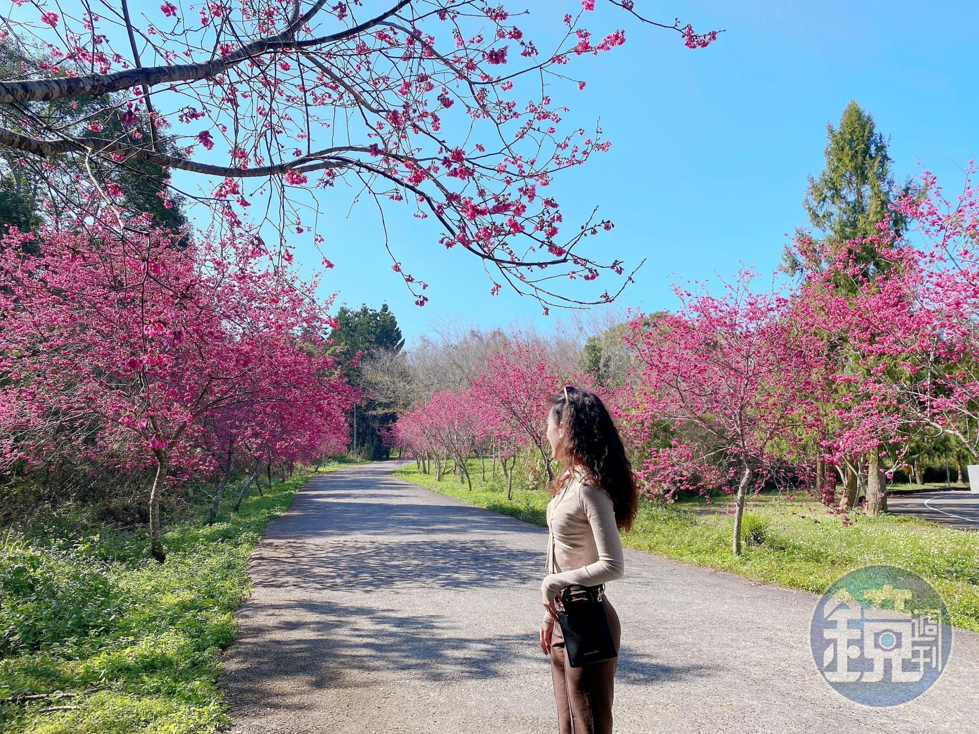 暨南大學的櫻花林是當地的賞櫻勝地，逾千棵的八重櫻、山櫻花、枝垂櫻及昭和櫻同時盛放。