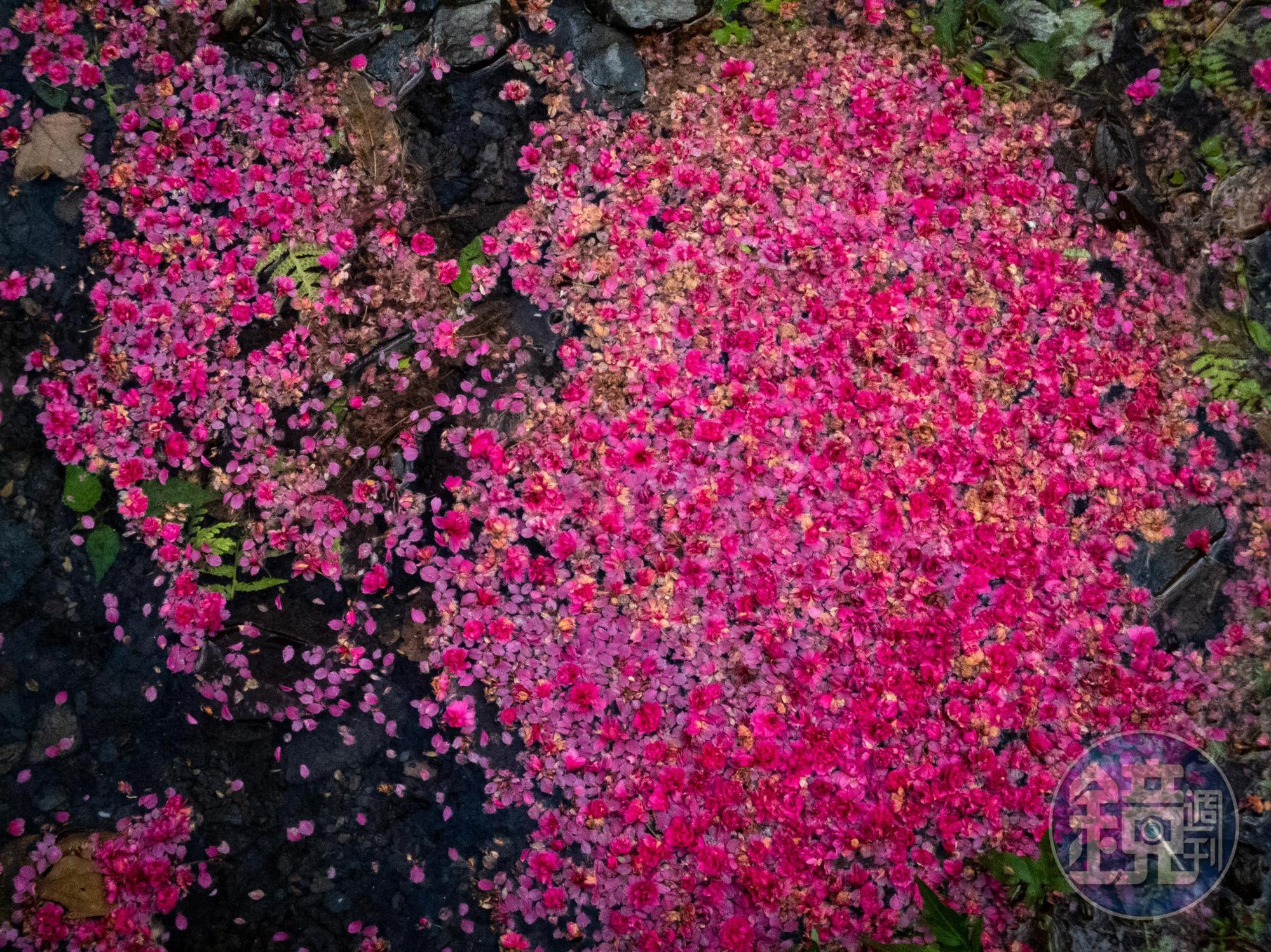 抬頭惋惜枝頭櫻花凋零，低頭卻見落櫻滿地。原來只是換個地方而已，落櫻繼續美麗。