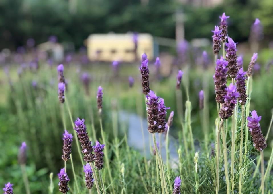 「葛瑞絲香草田」種植的齒葉薰衣草，適合提煉出薰衣草精油與純露。（葛瑞絲香草田提供）