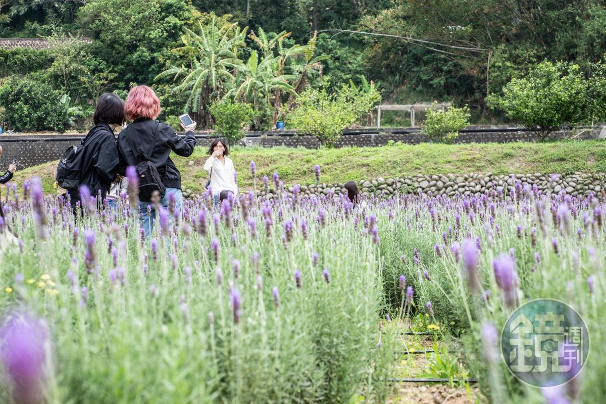 每年一到薰衣草花期，「葛瑞絲香草田」即讓民眾免費入園參觀。