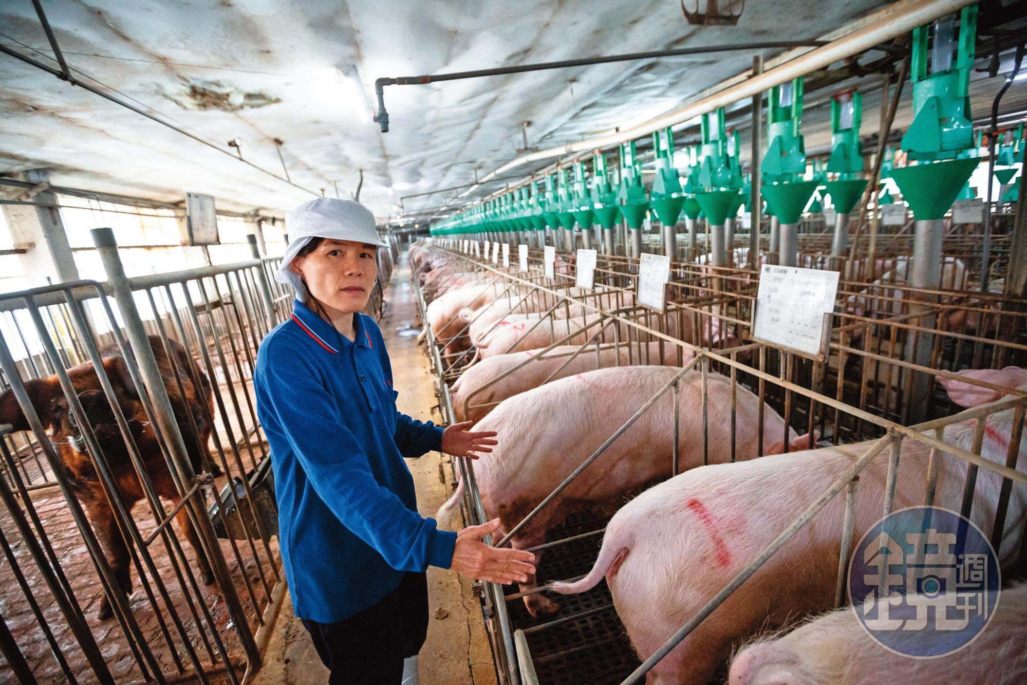 經濟動物飼養過程強調效率,在台灣,有些豬一生都被飼養在連轉身都難的狹欄裡。