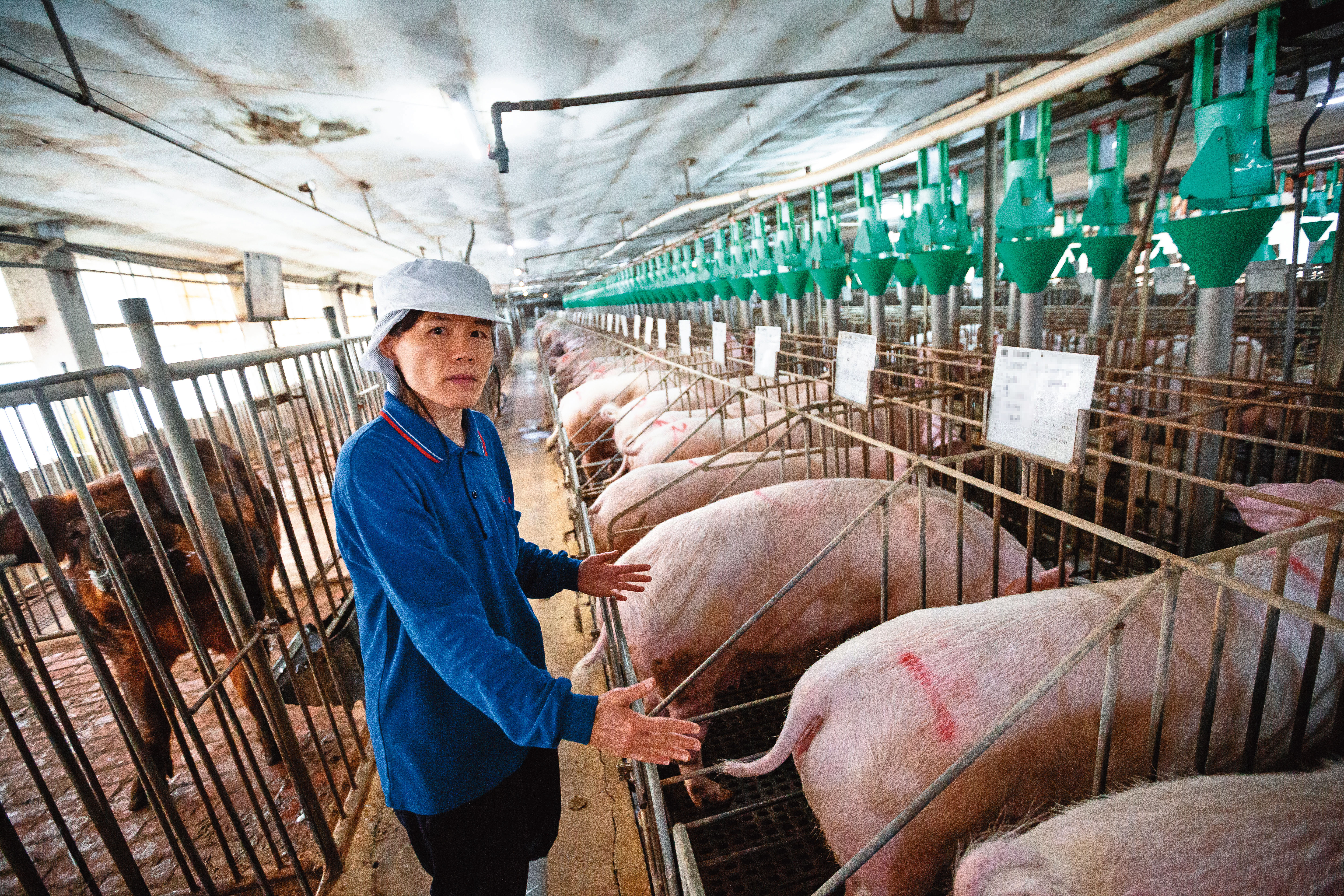 經濟動物飼養過程強調效率，在台灣，有些豬一生都被飼養在連轉身都難的狹欄裡。
