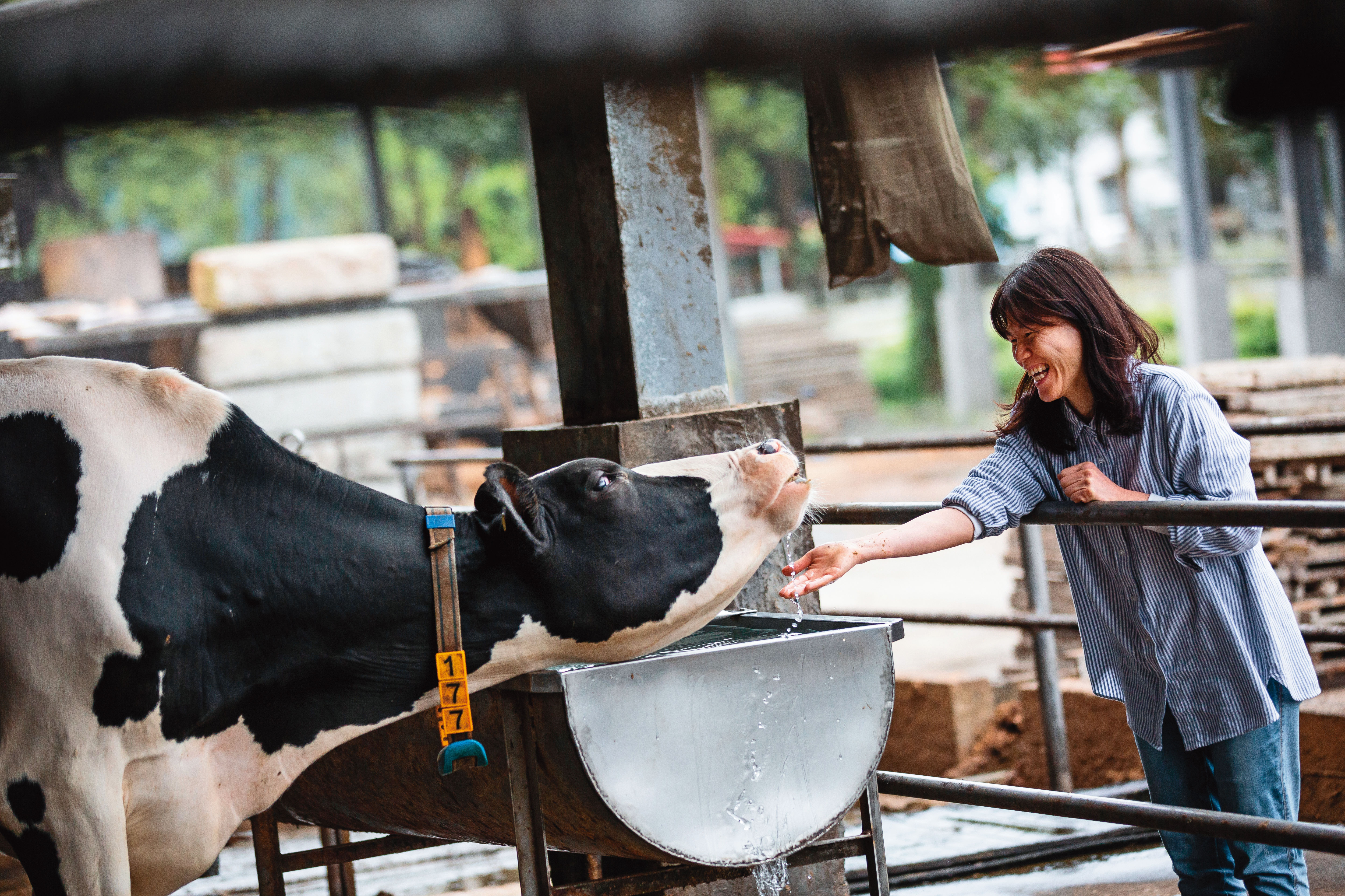 陳玉敏外表堅毅，看到動物卻總難掩笑容，她說所有經濟動物中，她最心疼乳牛，為了產乳，必須不斷重覆懷孕生子過程，分泌的乳汁也無法真正餵養自己的後代。