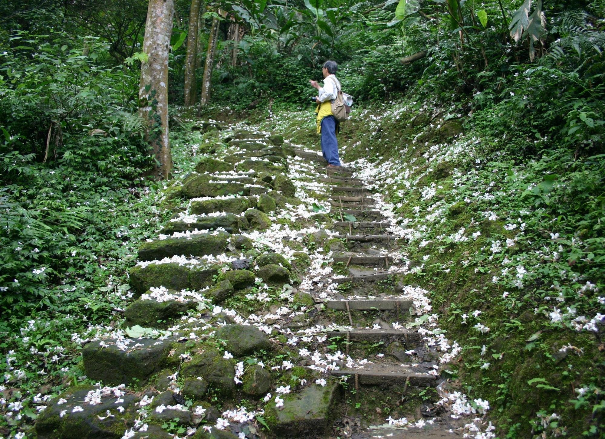 大艽芎古道是一條難度適中的登山步道。5月時古道上滿山桐花,非常受登山客推崇。(黃建義提供)