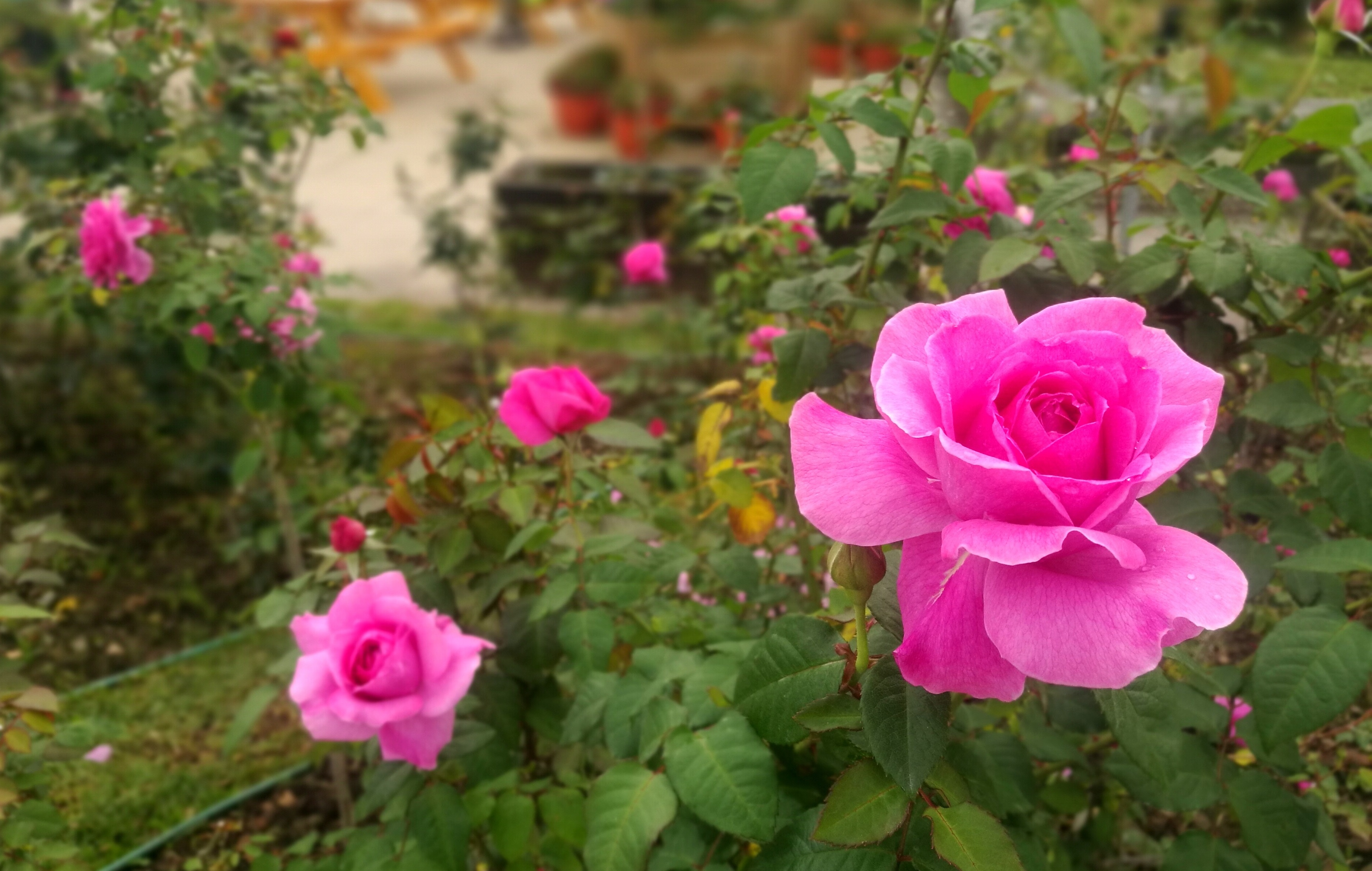 「2022台北玫瑰展」即日起至3月27日於台北玫瑰園登場。