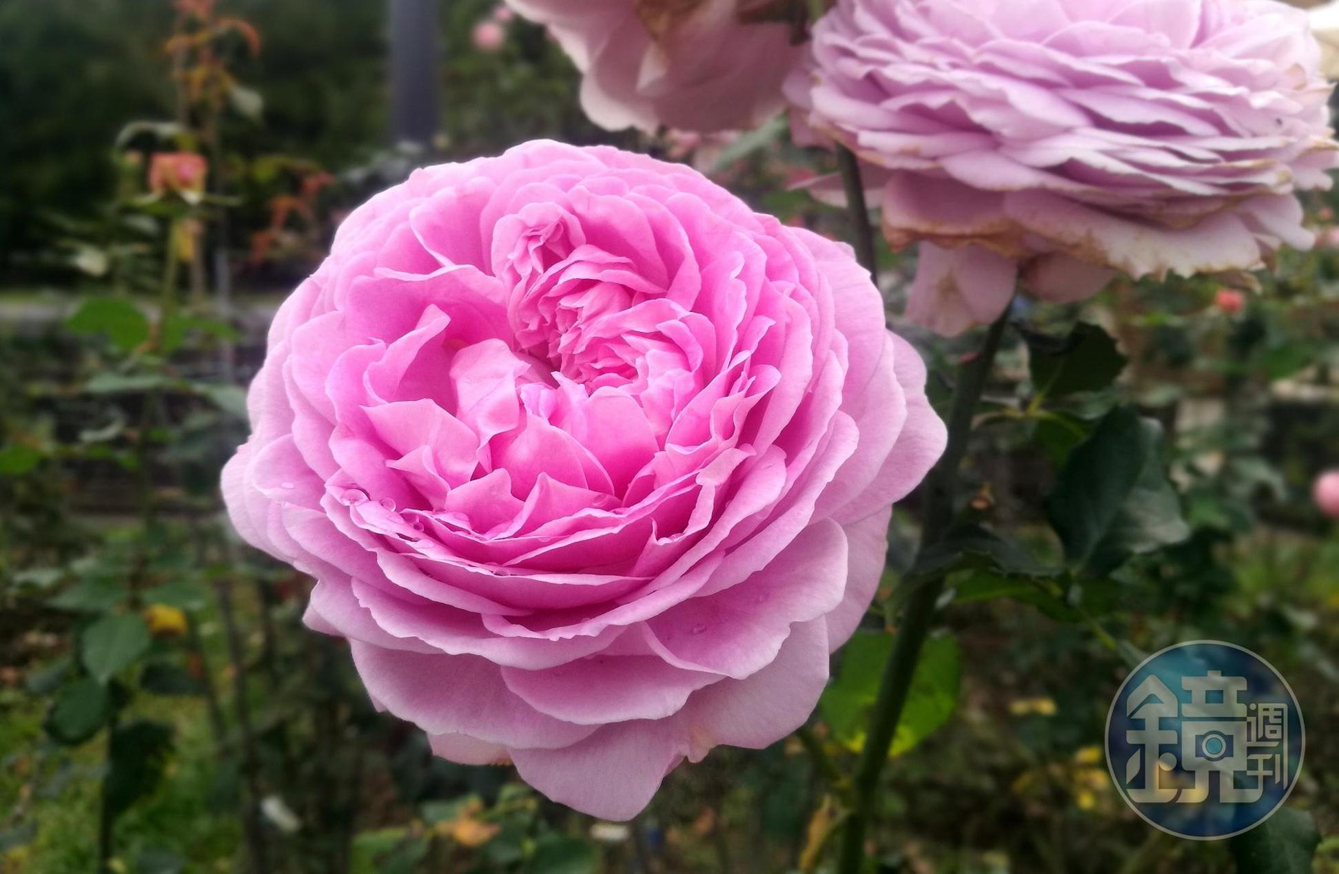 許古意培育出的芳香飄逸玫瑰，古典玫瑰花型有著濃郁花香，深受客人喜愛。