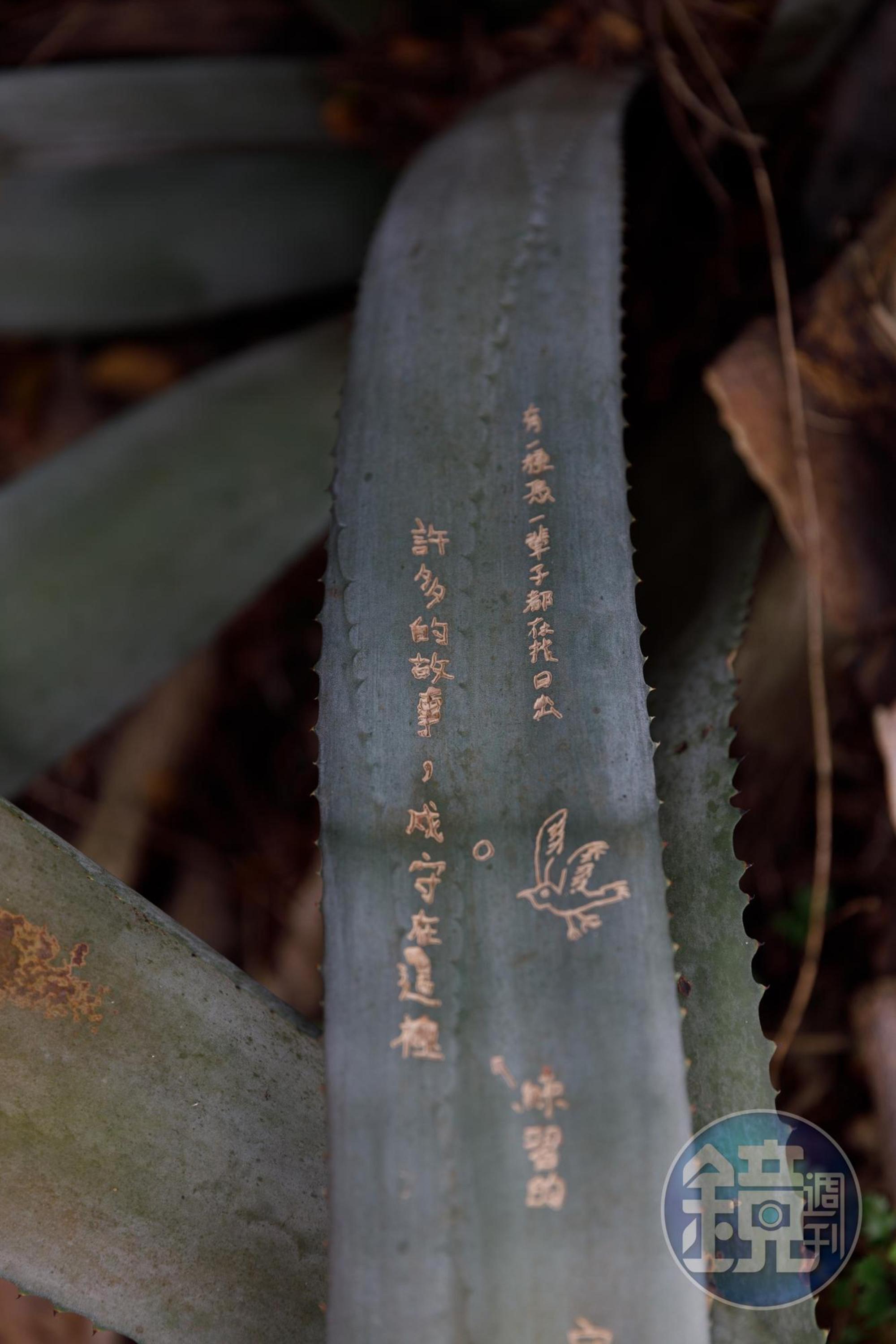 據點外葉基肥厚的瓊麻,被不知是遊客或是阿兵哥留下的字句。