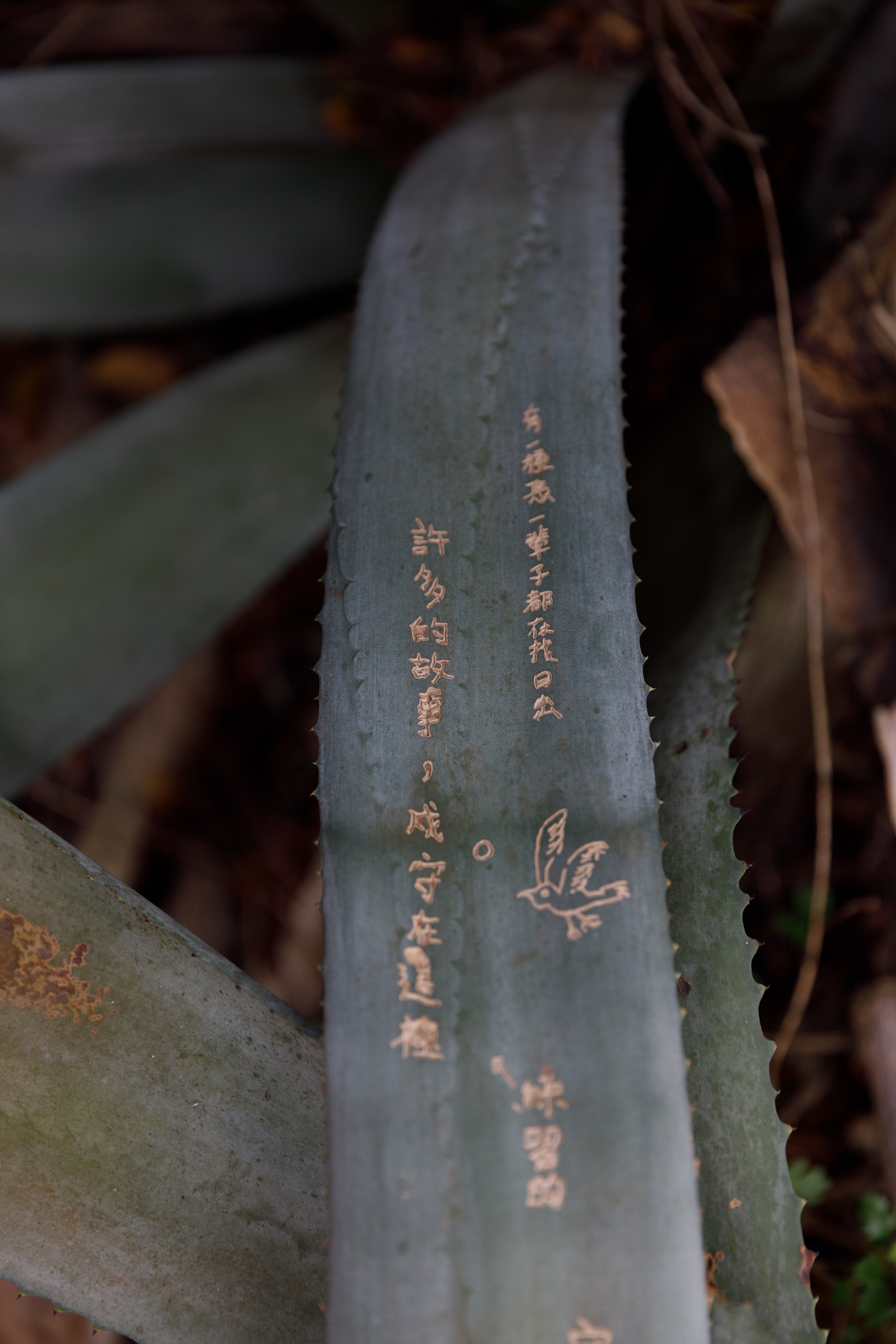 據點外葉基肥厚的瓊麻，被不知是遊客或是阿兵哥留下的字句。