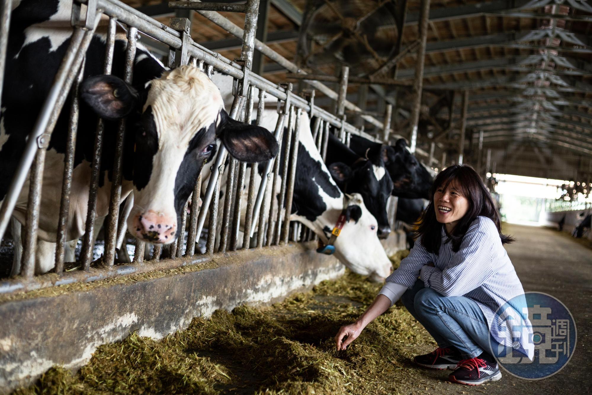 乳牛見到陳玉敏來訪，紛紛好奇地探出頭嗅聞，陳玉敏對動物容易動情，見到睜大眼的乳牛，也難掩笑容。