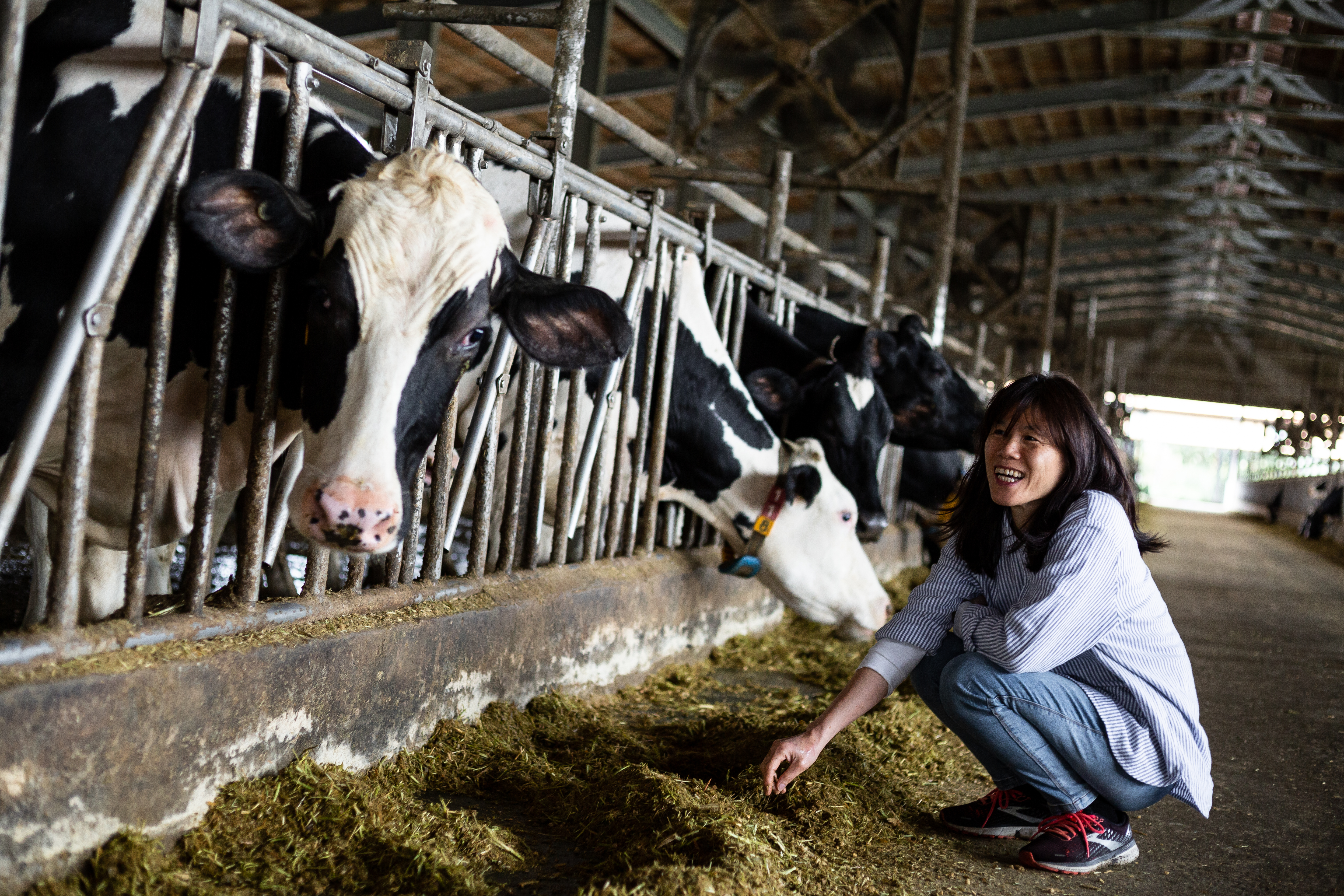 乳牛見到陳玉敏來訪,紛紛好奇地探出頭嗅聞,陳玉敏對動物容易動情,見到睜大眼的乳牛,也難掩笑容。