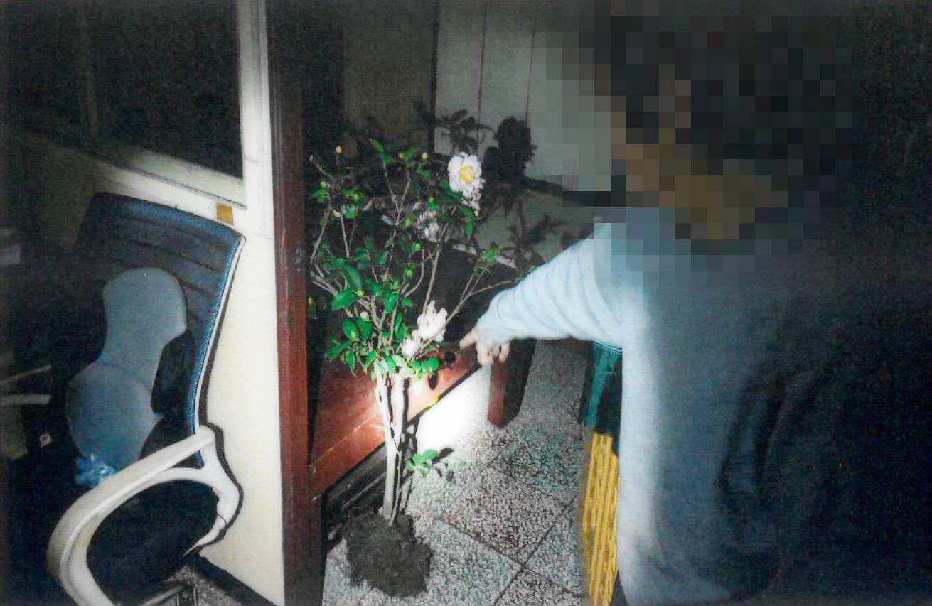警方上門時,發現遭竊的山茶花連根帶土就放在屋內地上。(翻攝畫面)