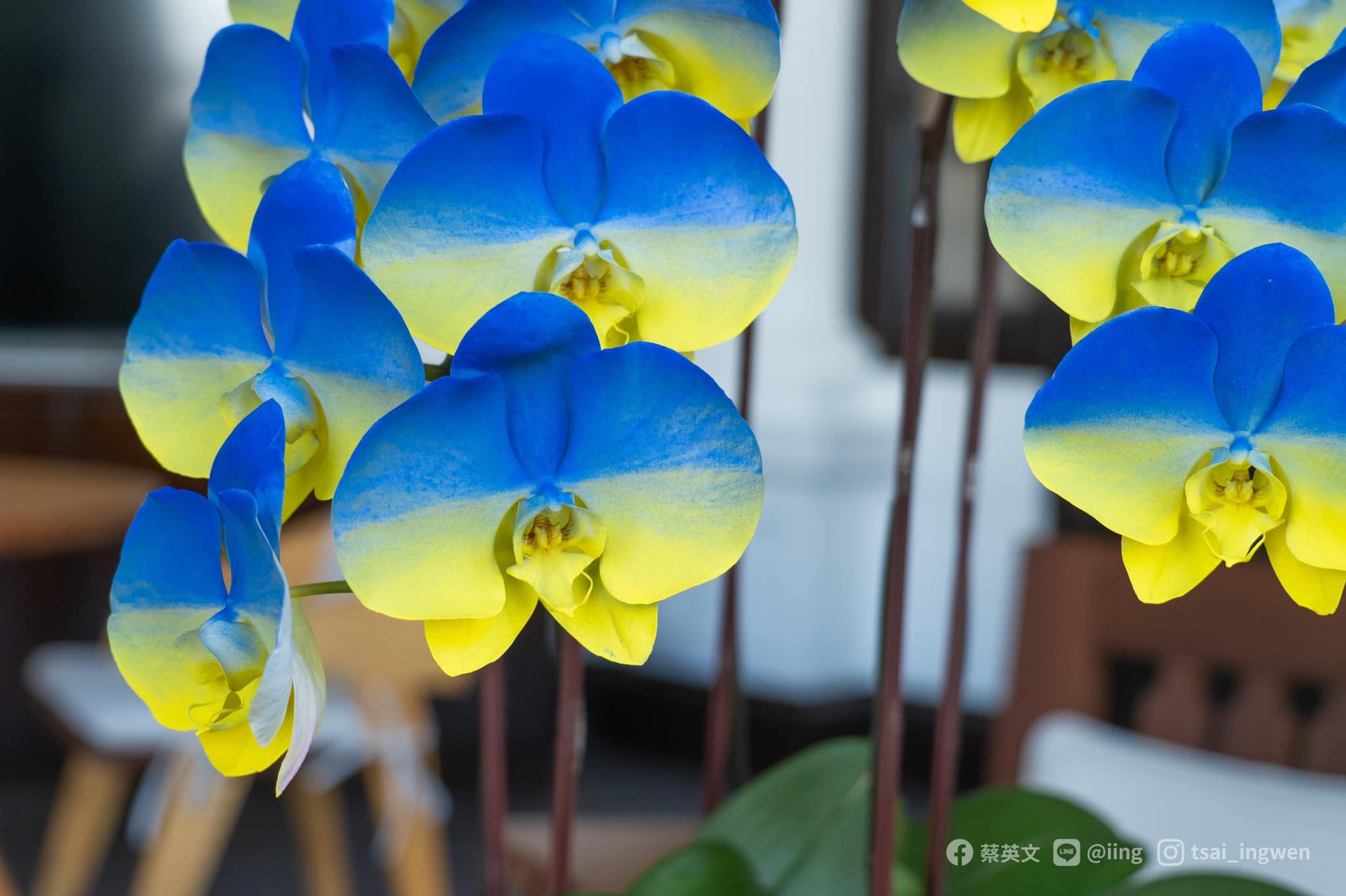  這盆藍黃漸層色的台灣蘭花，是利用最新的奈米科技噴染雪白色蘭花而成。（翻攝自蔡英文 Tsai Ing-wen臉書）