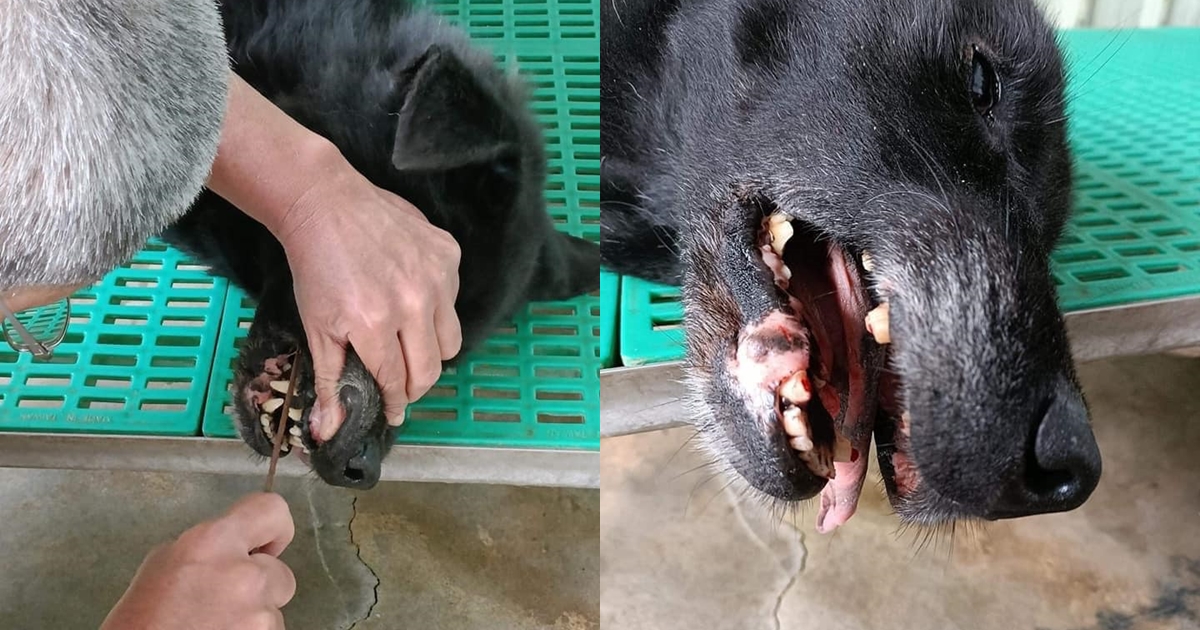 澎湖一隻黑狗來福因經常咬人,收容所將其尖牙鋸掉。(翻攝自爆怨公社臉書)