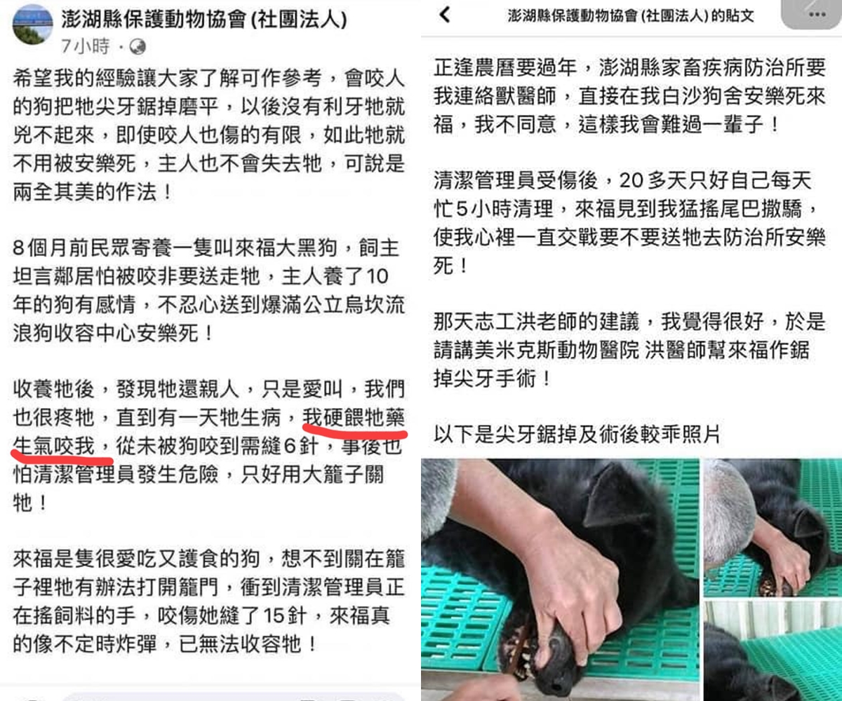 澎湖縣保護動物協會將來福的尖牙鋸掉。(翻攝自爆怨公社臉書)
