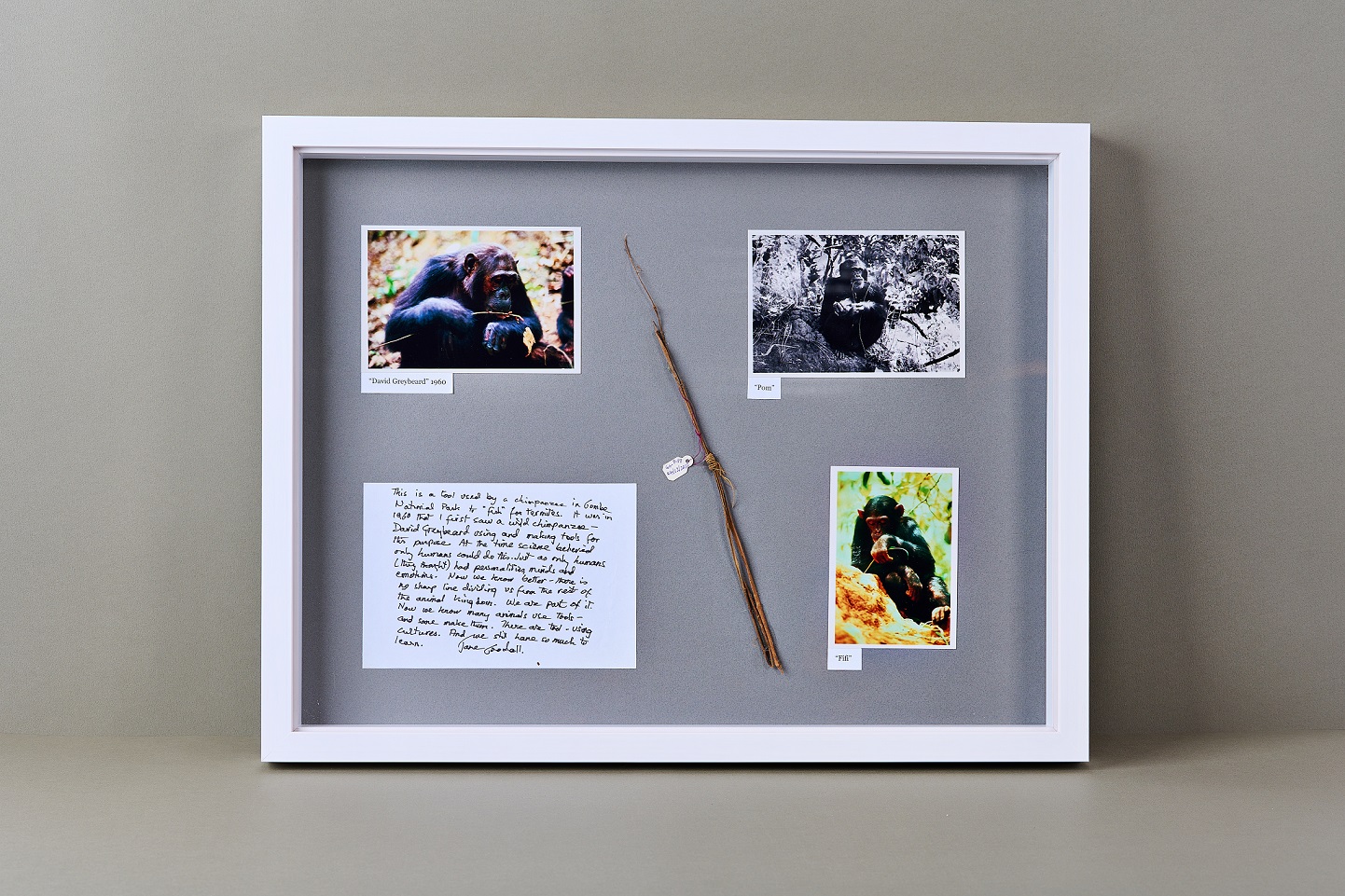 動物學家珍古德贈送唐獎的猩猩「釣」食白蟻樹枝，將於下屆的唐獎榮耀展正式展出。（唐獎提供）