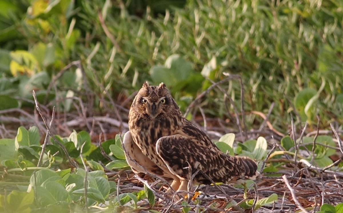短耳鶚（猫頭鷹）已列我國第2級珍貴稀有保育類野生動物，擅自捕捉買賣將觸法。（翻攝台灣猛禽研究會）