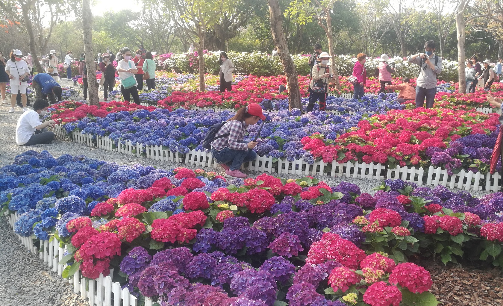 大安森林公園的繡球花花海十分平易近人。