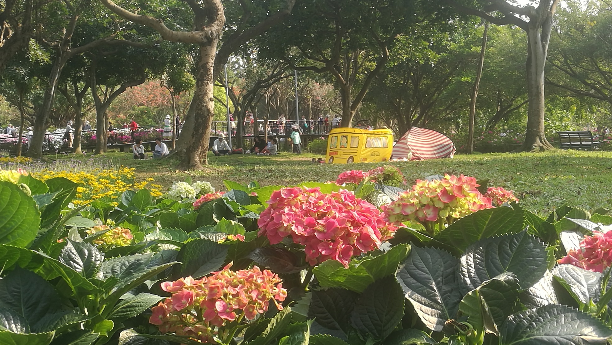 春天很適合在大安森林公園賞花、草地野餐。