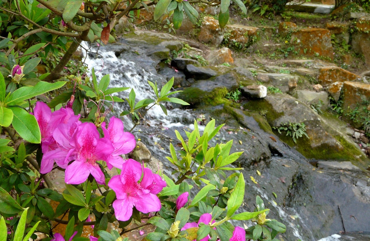 「2022陽明山花季」期間，陽明公園處處可見杜鵑花。 