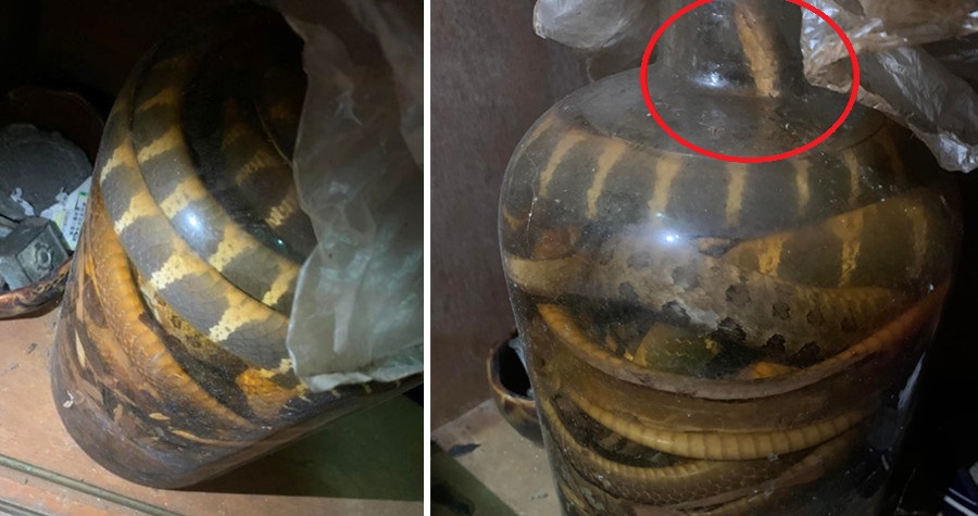 原PO找到一罐超過30年的「蛇酒」，但網友卻紛紛狂勸別開蓋。（翻攝爆廢公社）