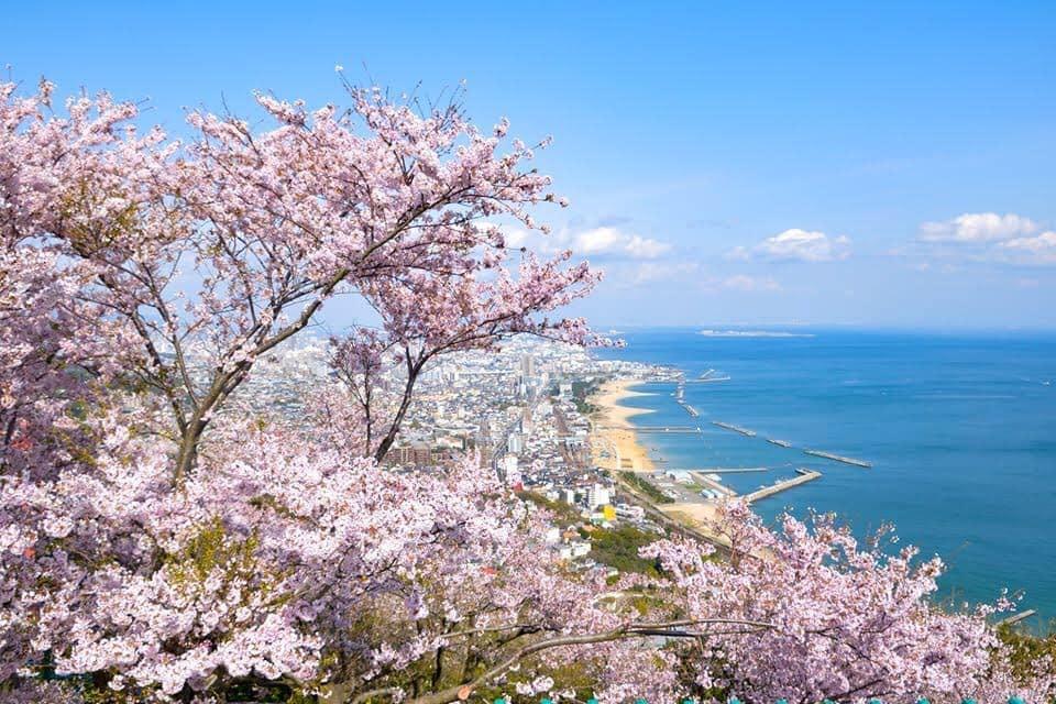 「須磨浦山上遊樂園」可欣賞櫻花與瀨戶內海交織美景。（神戶觀光局提供）