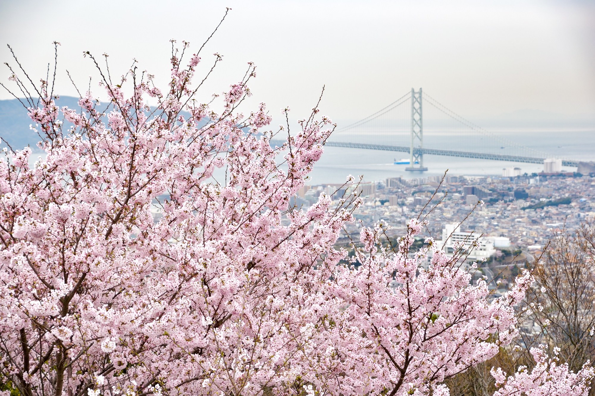 搭乘纜車上到抵達的「須磨浦山上遊樂園」可欣賞到大絕景。（神戶觀光局提供）