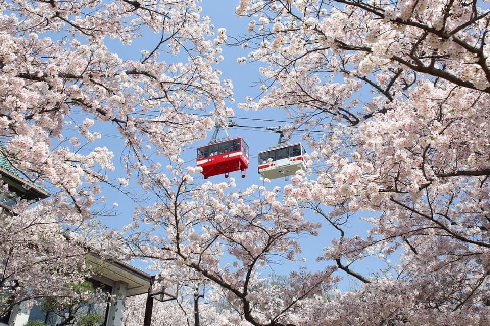 纜車路過滿開的櫻花樹。（神戶觀光局提供）