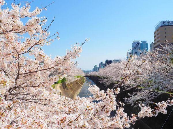 位於神戶市中心生田川公園，兩岸櫻花樹盛開時被稱為「布引花街道」。（神戶觀光局提供）